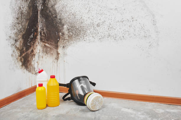 Best Fast Mold Removal  in Georgetown, IL