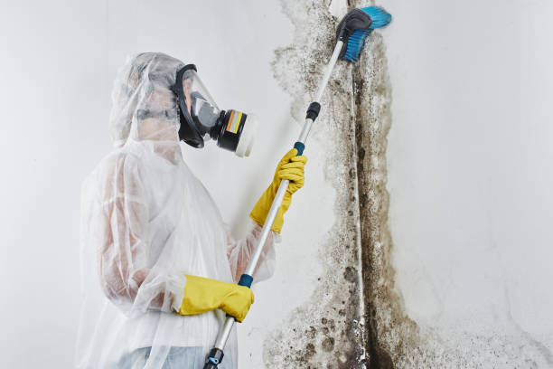 Best Emergency Mold Removal  in Georgetown, IL