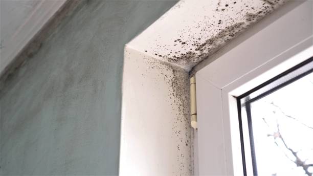 Best Home Mold Removal  in Georgetown, IL