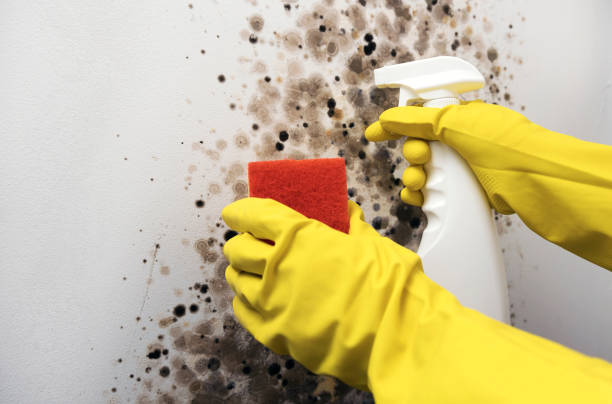 Mold Testing and Removal in Georgetown, IL