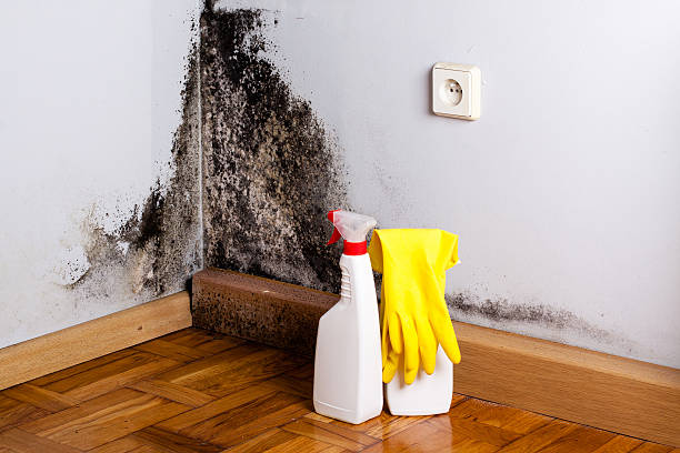 Reliable Georgetown, IL Mold Removal Solutions