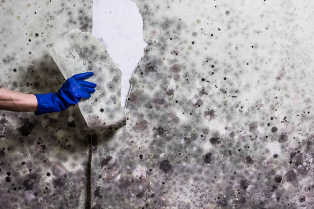 Best Mold Damage Repair  in Georgetown, IL