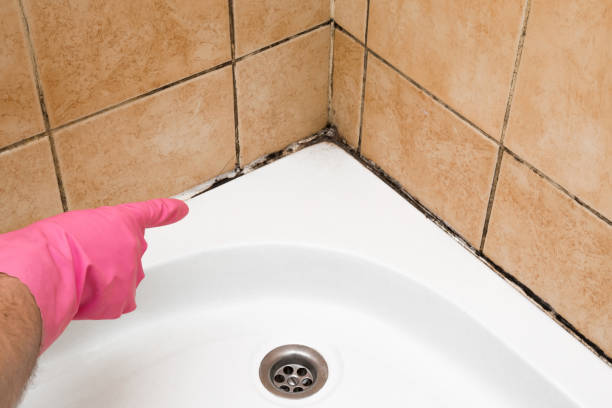 Georgetown, IL Mold Removal Company